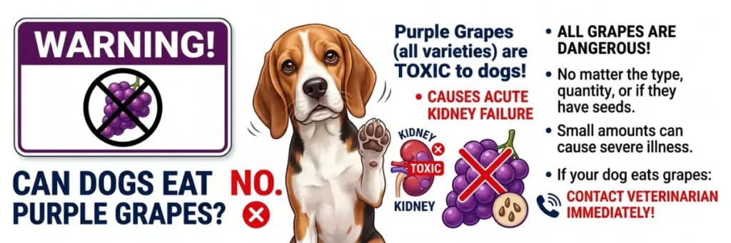 Infographic for pet owners: Why dogs should not eat purple grapes. Illustrates toxic effects like acute kidney failure, with a veterinarian contact reminder.