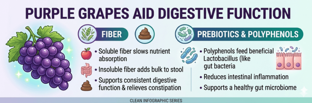 Infographic banner showing a digestive tract and the benefits of soluble and insoluble fiber.