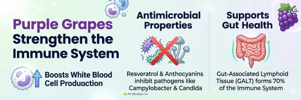 Clean banner highlighting immune support with icons of white blood cells and gut health.