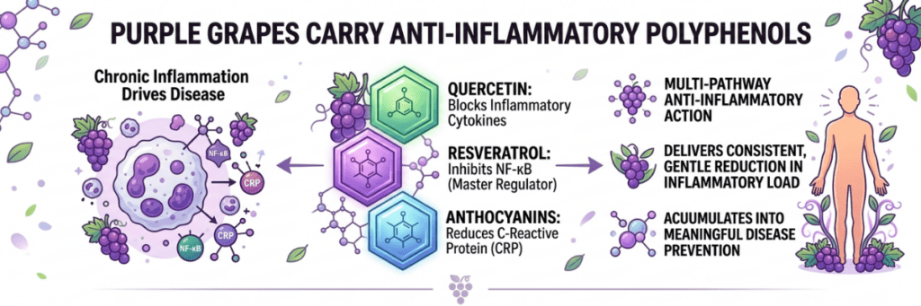 Infographic showing molecular structures like Quercetin and Resveratrol blocking inflammatory markers.