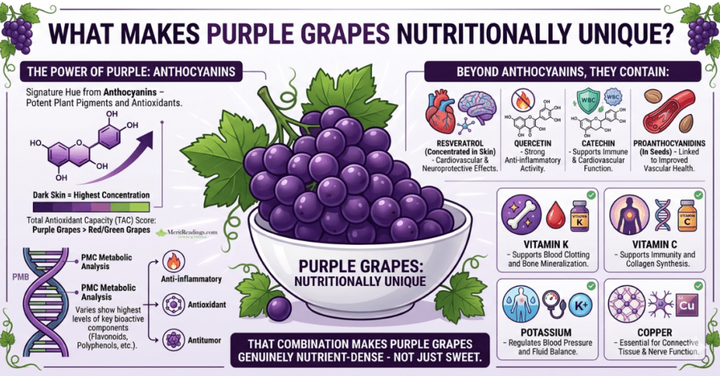 A comprehensive infographic titled "WHAT MAKES PURPLE GRAPES NUTRITIONALLY UNIQUE?." A central illustrative cluster of deep purple grapes in a white bowl is surrounded by informational panels with colorful icons. The left side features a "THE POWER OF PURPLE: ANTHOCYANINS" vertical panel explaining the link between pigment, antioxidants, and a scientific comparison chart of Total Antioxidant Capacity. An "PMC Metabolic Analysis" point links to anti-inflammatory, antioxidant, and antitumor properties. The right side is dedicated to breaking down other key components: "BEYOND ANTHOCYANINS, THEY CONTAIN:," featuring panels with molecular diagrams and physiological benefits for Resveratrol, Quercetin, Catechin, Proanthocyanidins, Vitamin K, Vitamin C, Potassium, and Copper. A bold statement at the bottom reiterates their nutrient-dense nature.